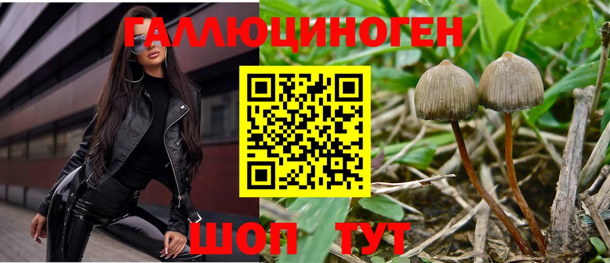 Майкоп  наркота  Вход с VPN  Галлюциногенные грибы Psilocybe 